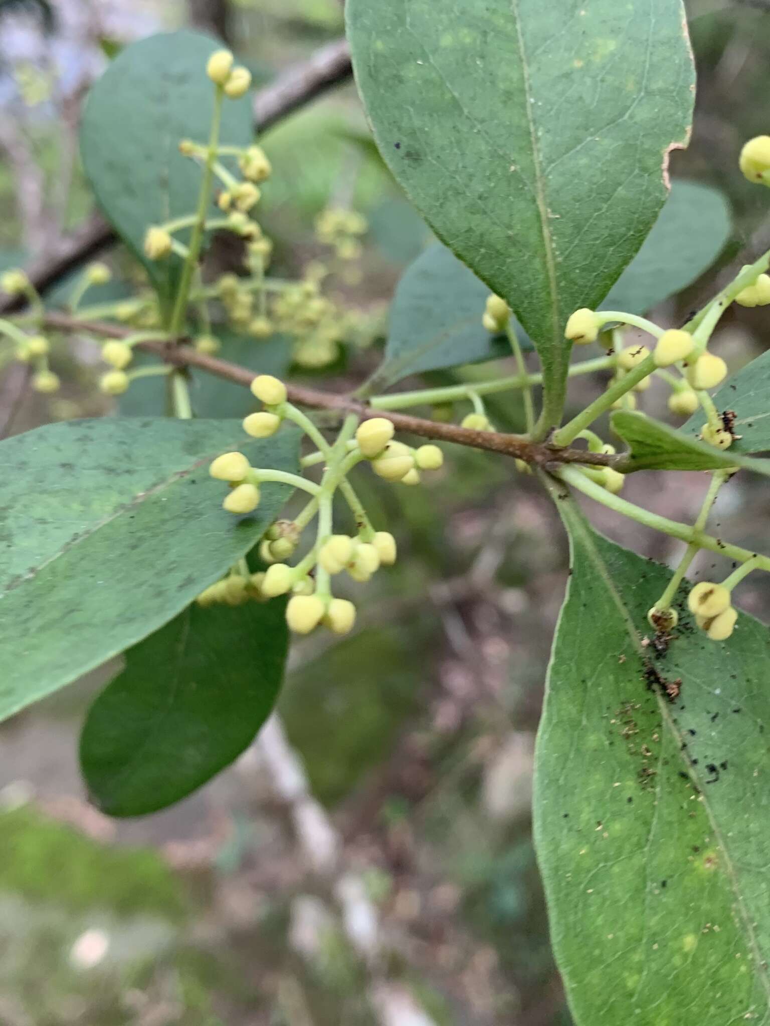 Image of large-leaved mock-olive