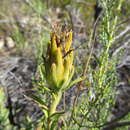 Image of Pteronia scabra Harv.