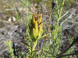 Image of Pteronia scabra Harv.