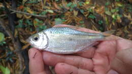 Image of Largespot tetra