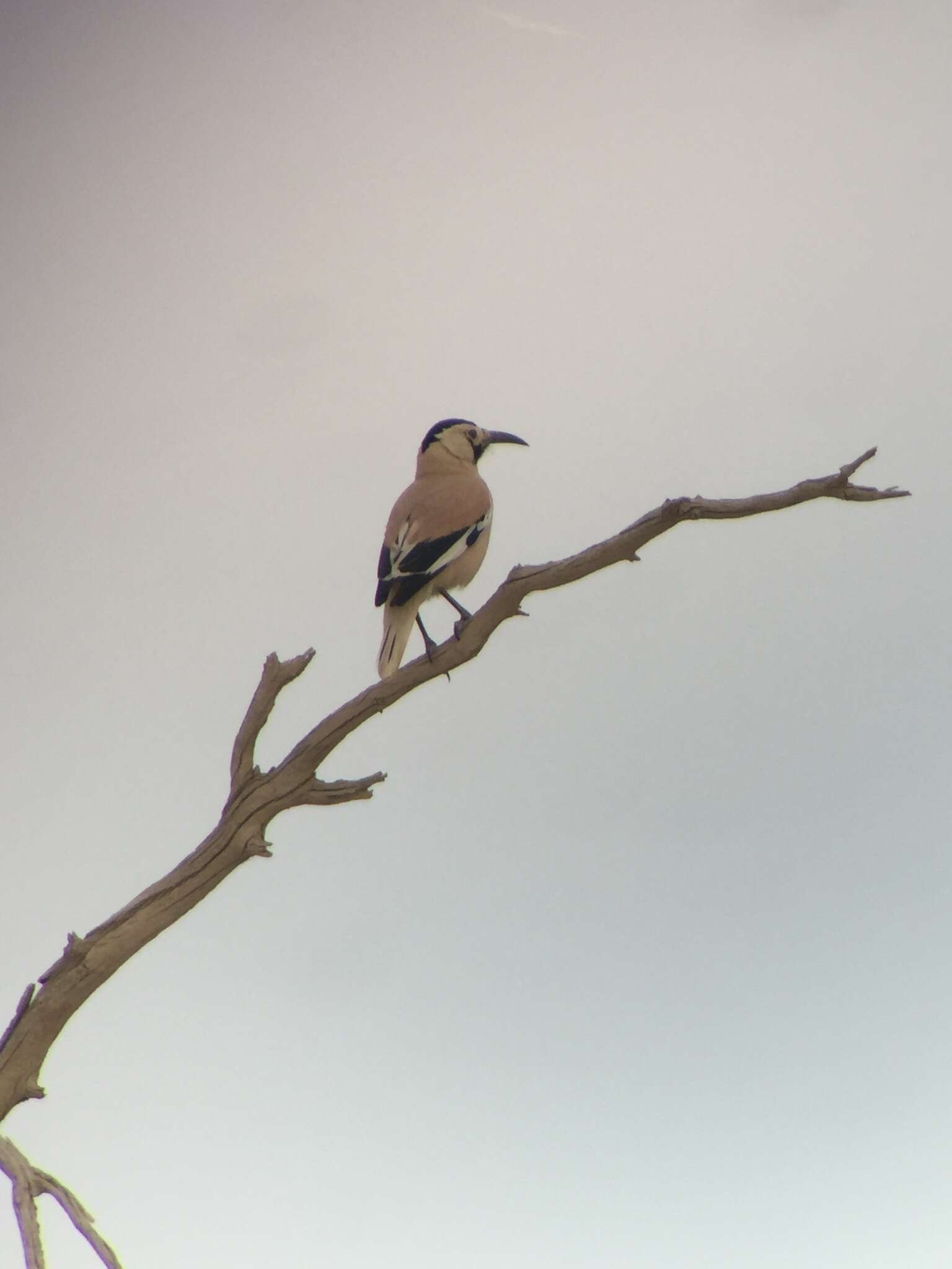 Image of Biddulph's Ground Jay