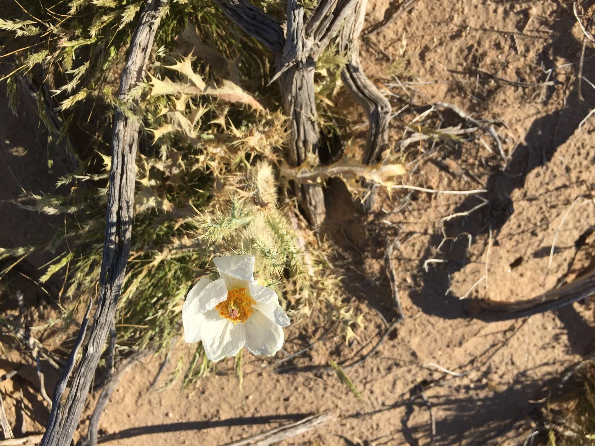 Image of Mojave pricklypoppy
