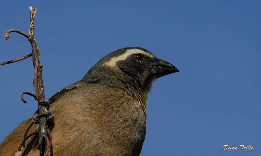 Image of Golden-billed Saltator