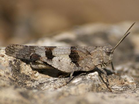 Image of Blue-Winged Grasshopper
