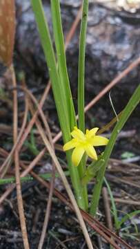 Image of Bristle-Seed Yellow Star-Grass