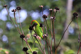 Image of Philippine Hanging Parrot