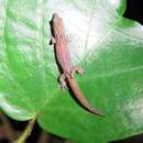 Image of Sphaerodactylus guanajae Mccranie & Hedges 2012