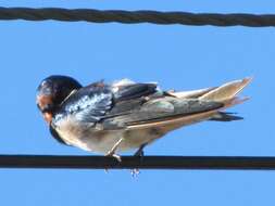 صورة Hirundo rustica rustica Linnaeus 1758