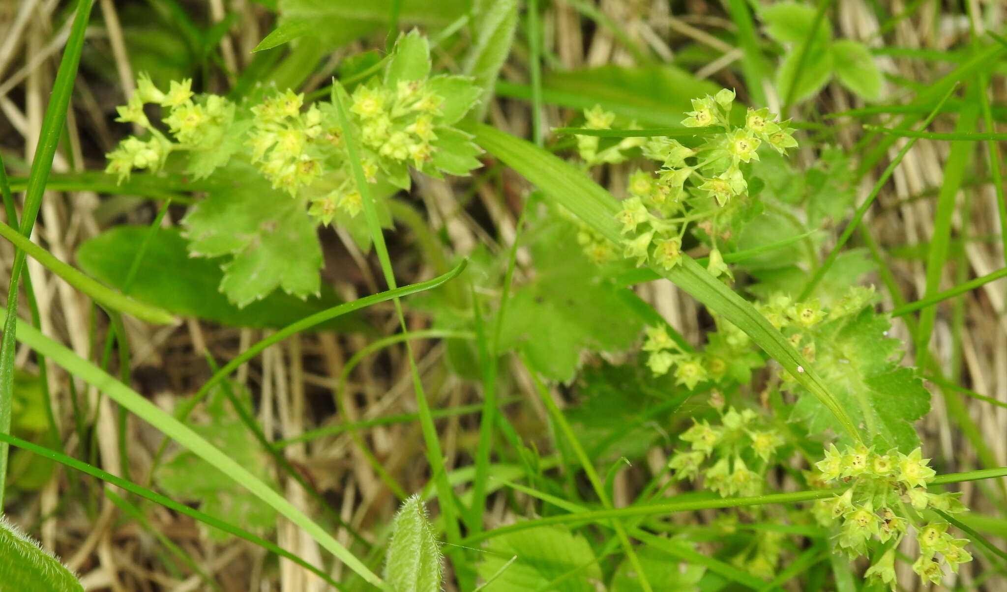 Image of Alchemilla micans Buser