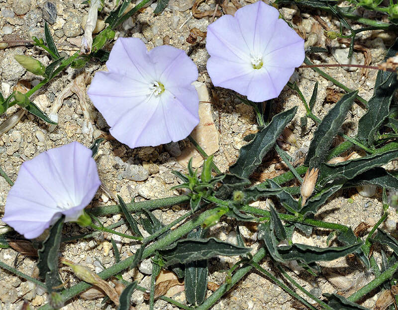 Image of Convolvulus valentinus Cav.