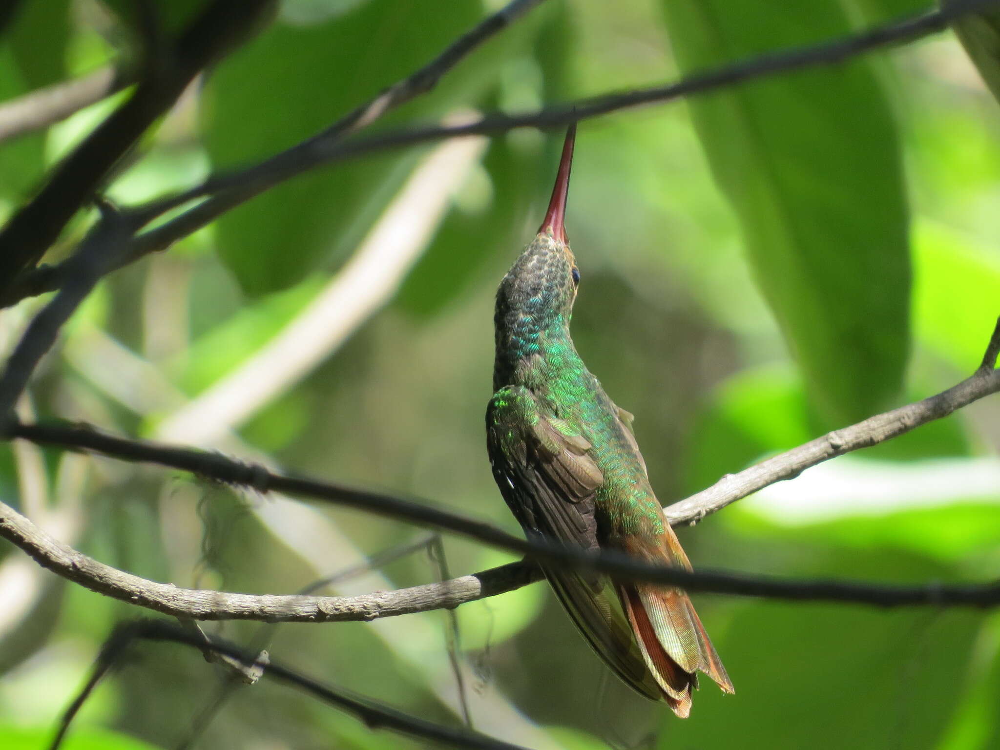 Imagem de Amazilia yucatanensis (Cabot & S 1845)