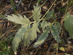 Image of branched cinquefoil