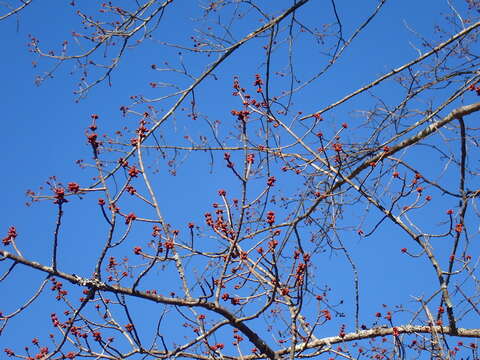 Image of Acer rubrum var. rubrum