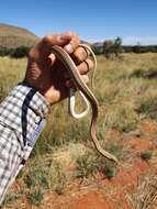 Image of Cape Sand Snake