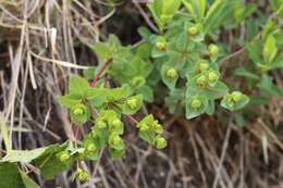 Слика од Euphorbia altaica Ledeb.