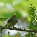 Image of Vireo griseus griseus (Boddaert 1783)