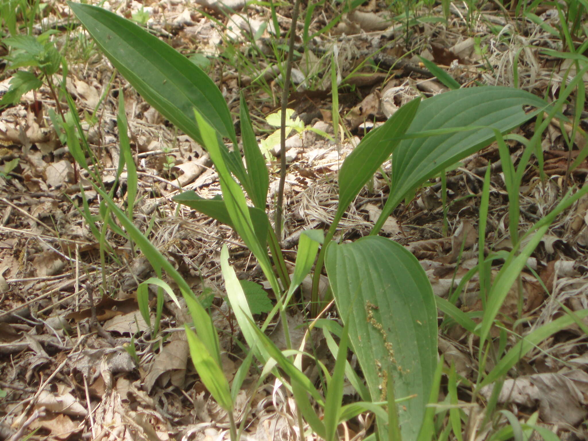 Image of groovestem Indian plantain