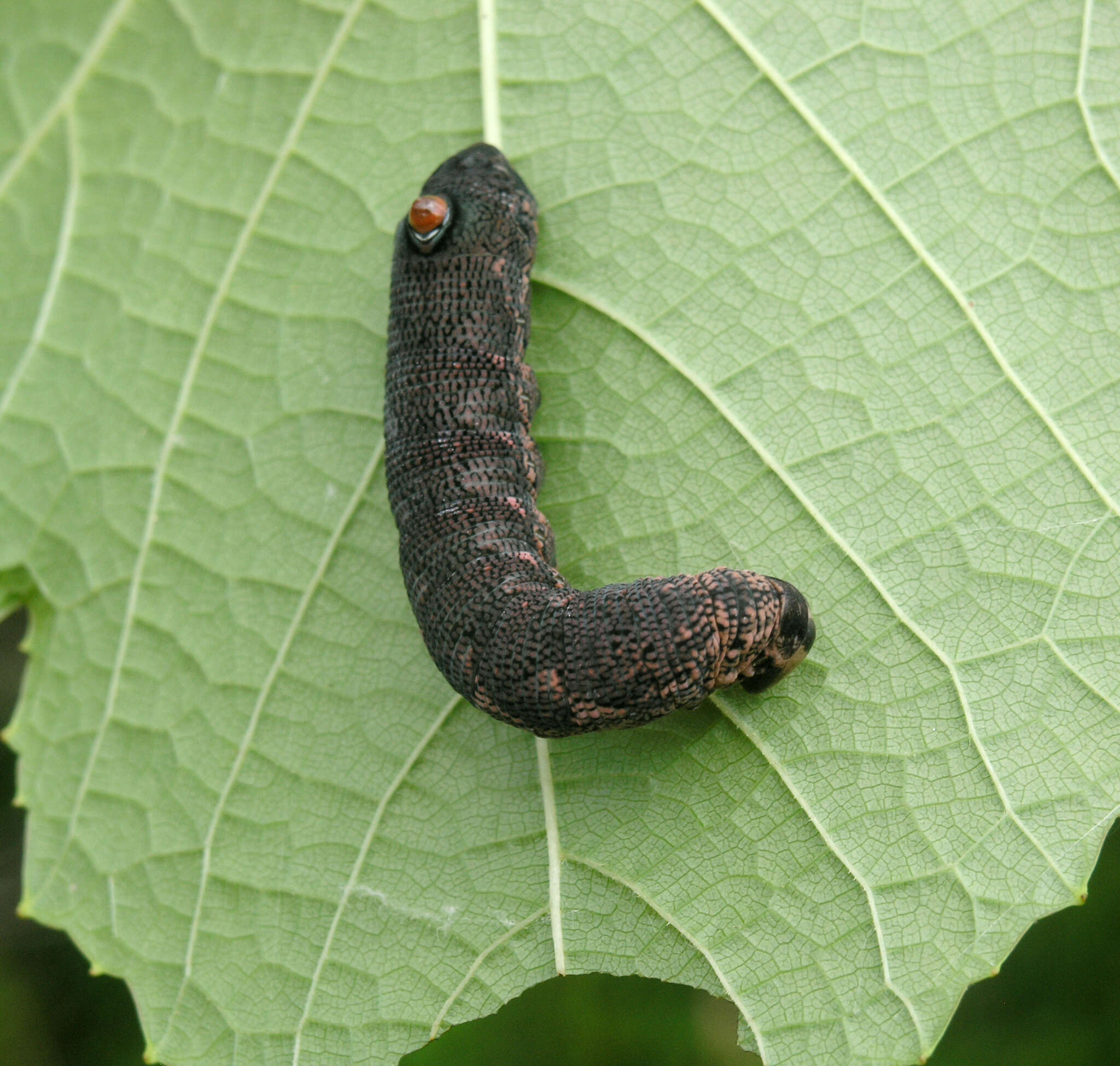 Image of Sphecodina caudata (Bremer & Grey 1853)