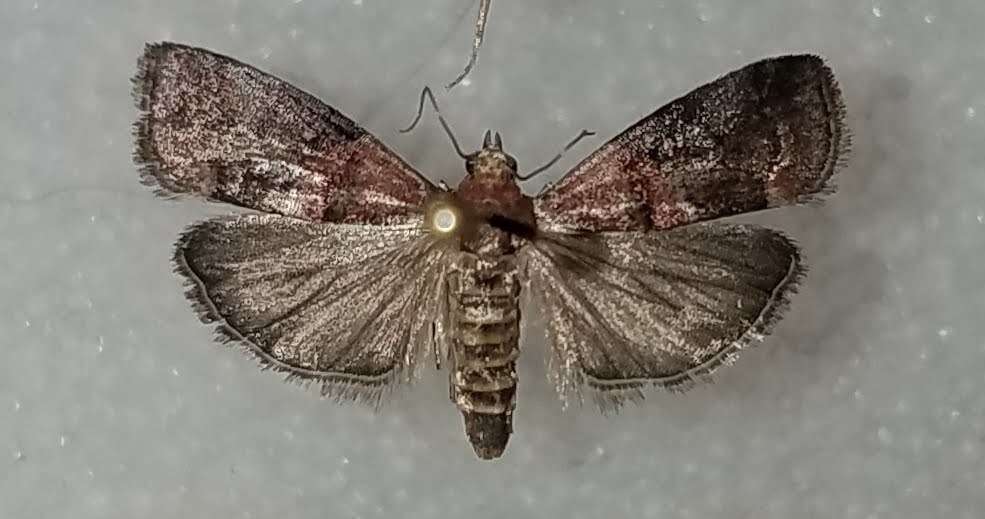 Image of <i>Acrobasis caryalbella</i> Ely 1913