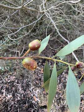 صورة Trichilogaster acaciaelongifoliae (Froggatt 1892)