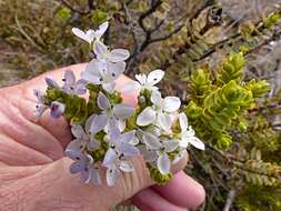 Image de Veronica masoniae (L. B. Moore) Garn.-Jones