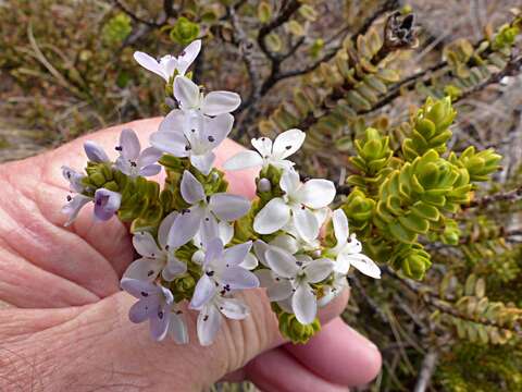 Image of Veronica masoniae (L. B. Moore) Garn.-Jones