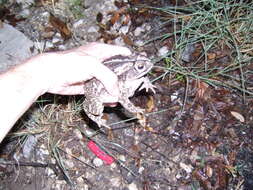 Image of gulf coast toad