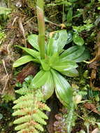 Image of Heloniopsis umbellata Baker