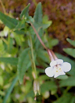 Imagem de Mimulus gracilis R. Br.