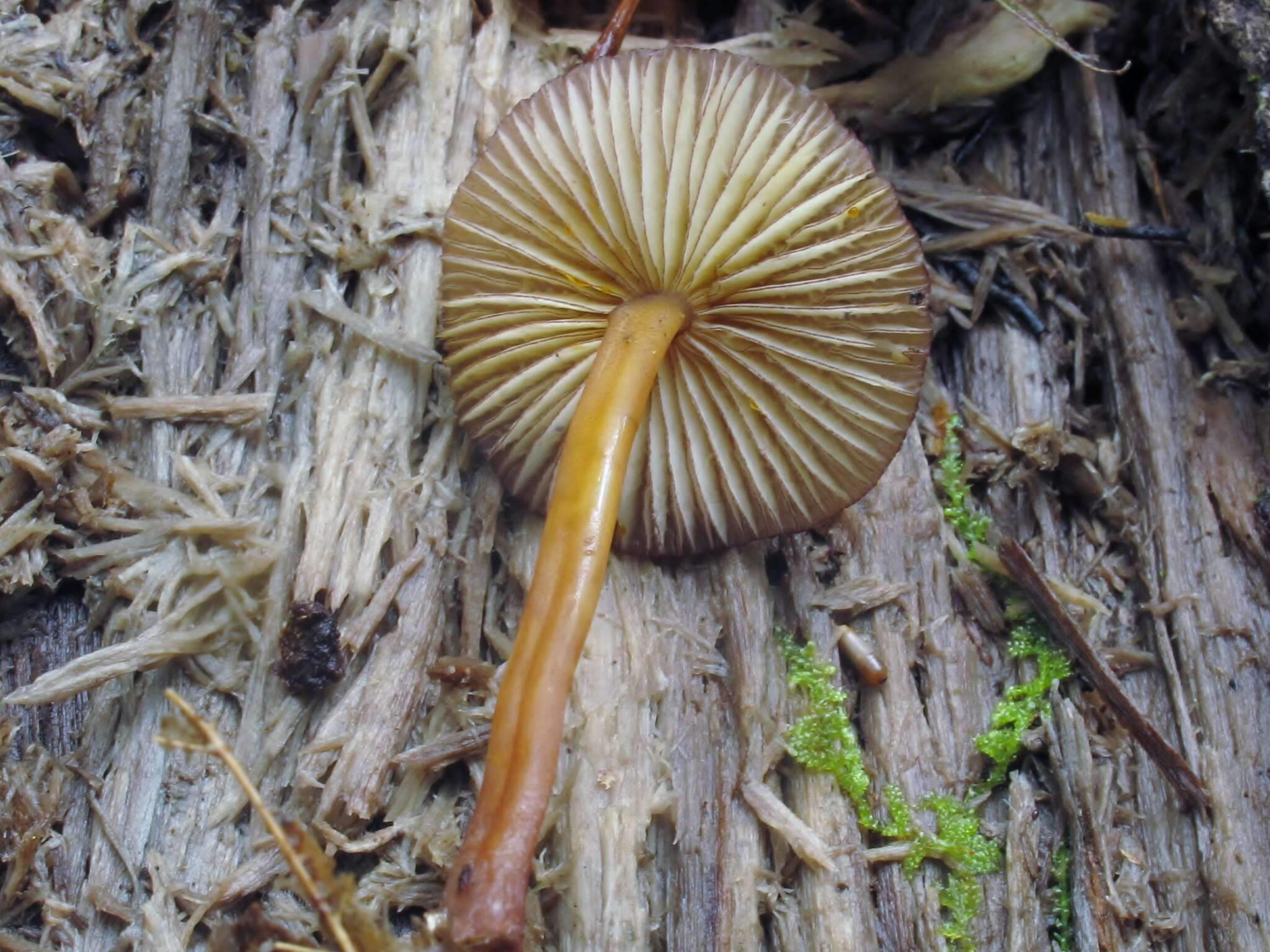 Image of Mycena atkinsoniana A. H. Sm. 1947