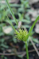 Image of Crane fly