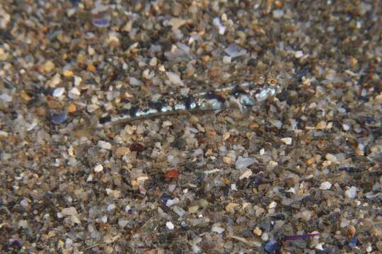 Image of Bath's goby