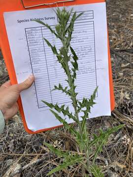 Image of Wheeler's thistle