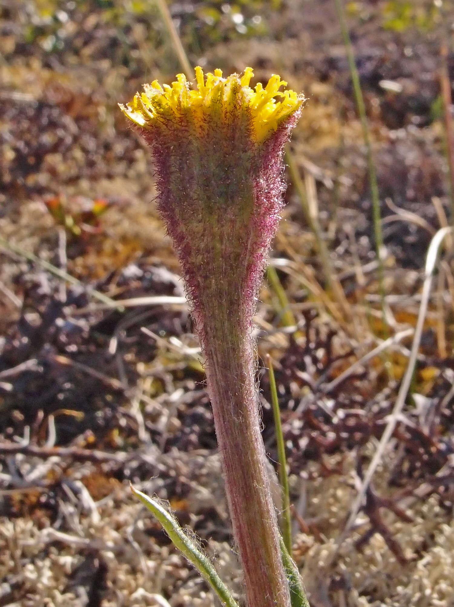 Image of Arctic Squaw-Weed