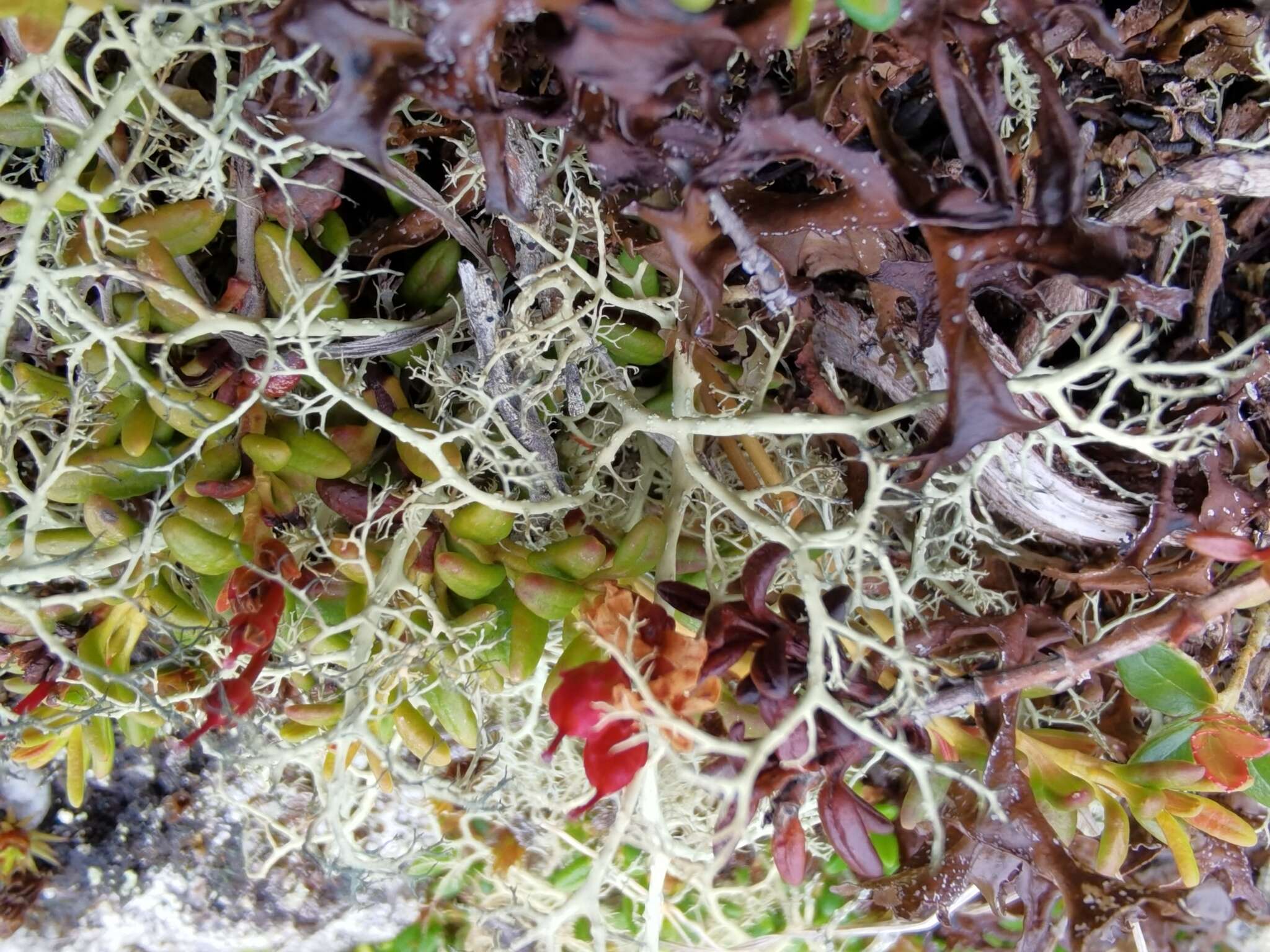 Image of witch's hair lichen