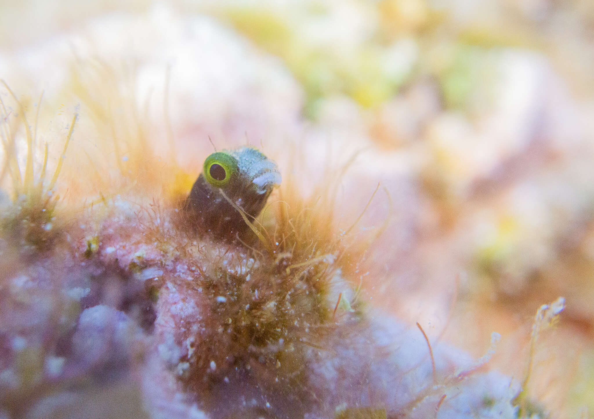 Image of Spiny blenny