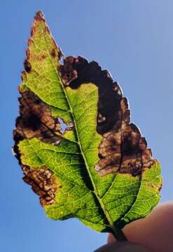 Image of Calycomyza lantanae Frick 1956