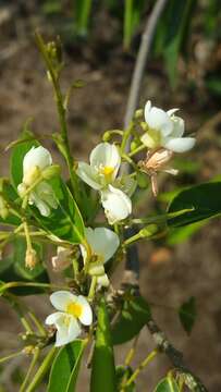 صورة Baphia capparidifolia Baker