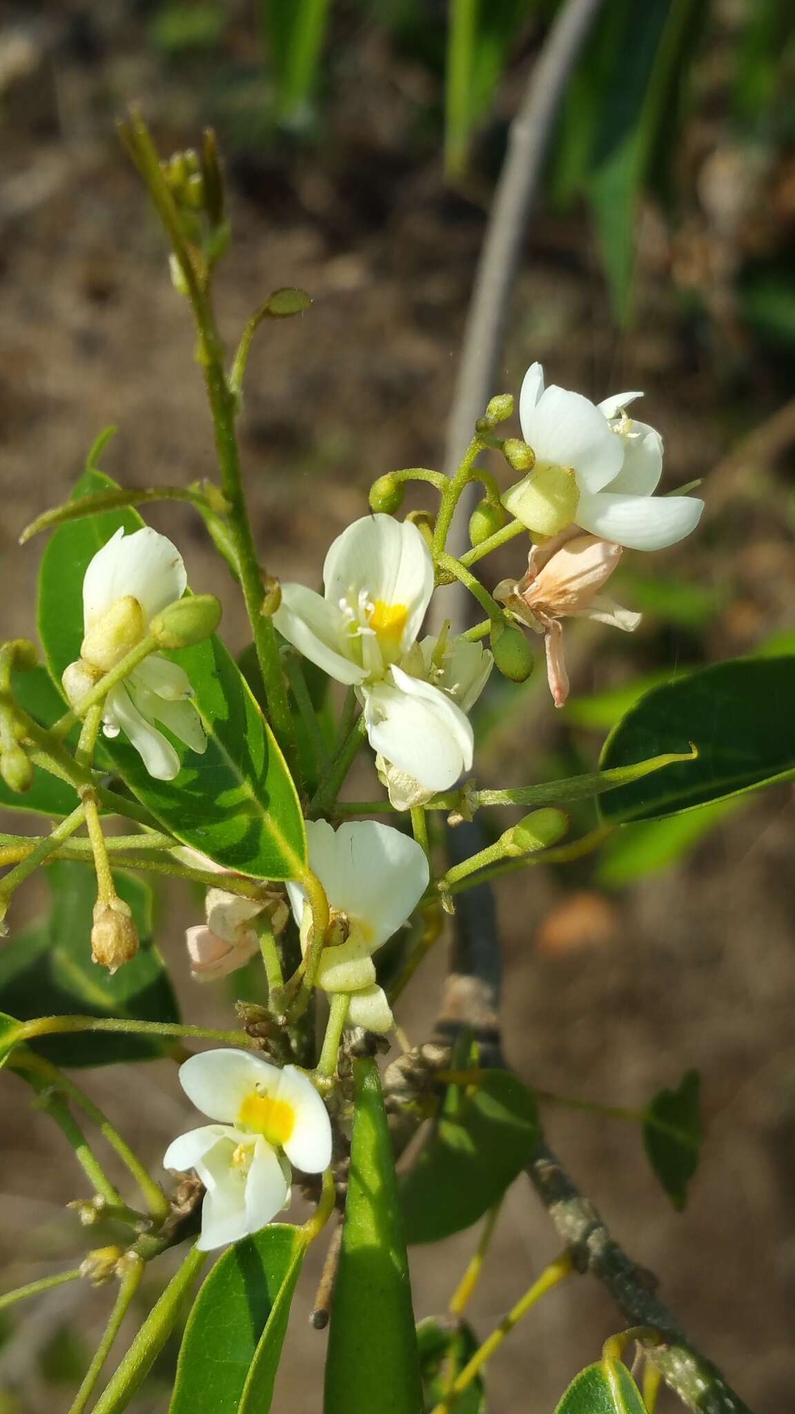 صورة Baphia capparidifolia Baker