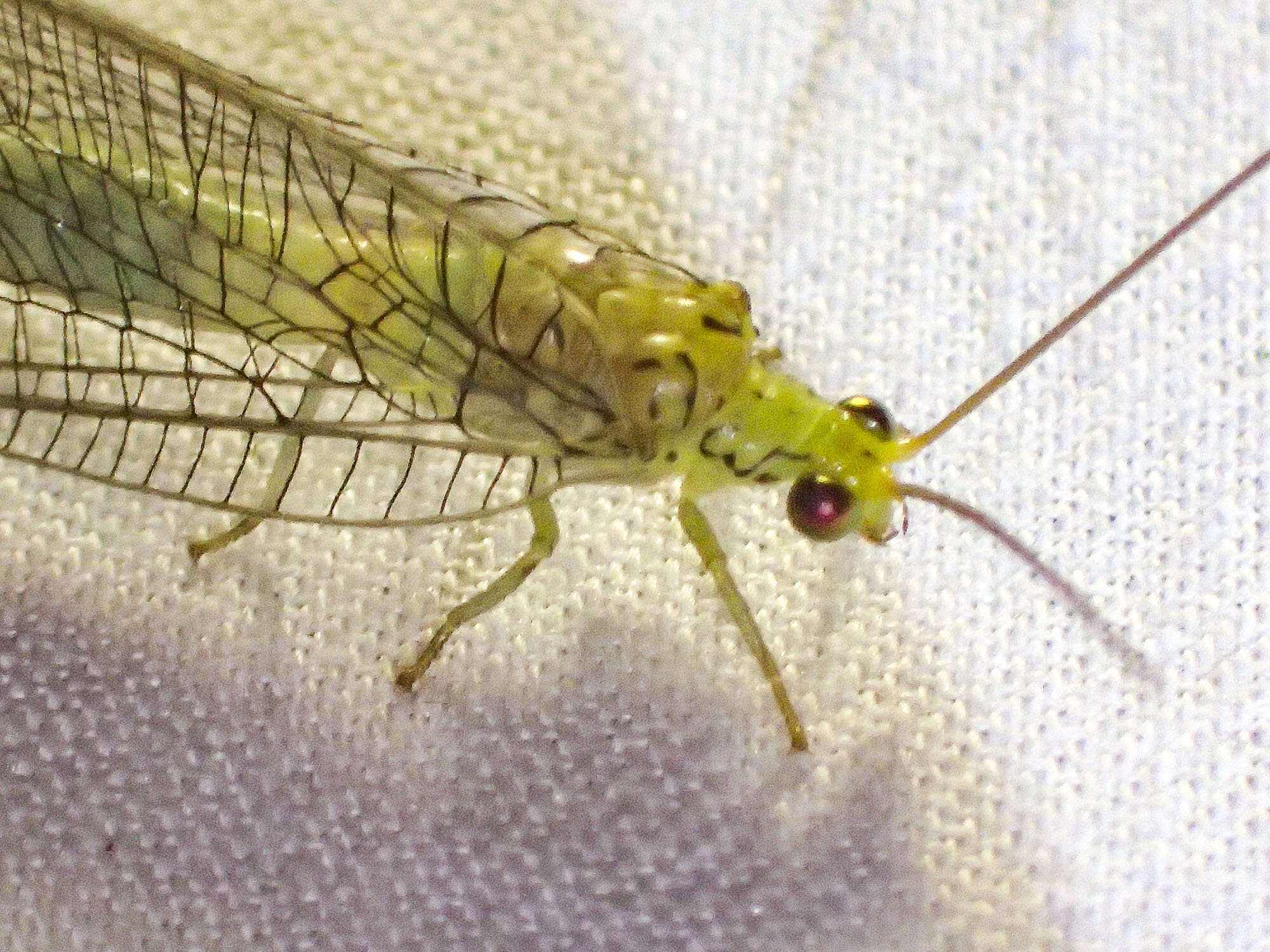 Image of Calochrysa