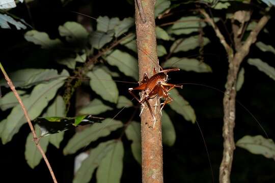 Image of <i>Penalva flavocalceata</i>