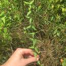 Image of roughleaf yellow loosestrife