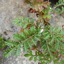 Image of Argyranthemum lemsii C. J. Humphries