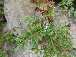 Image of Argyranthemum lemsii C. J. Humphries