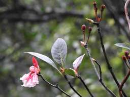 Image of Enkianthus quinqueflorus Lour.