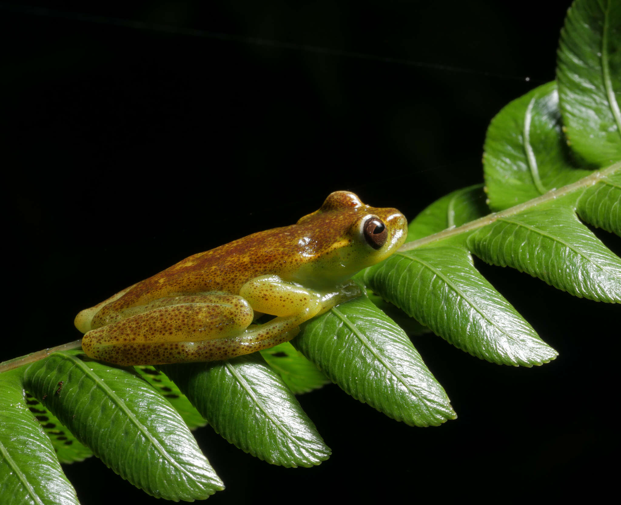 Image of Hyloscirtus alytolylax (Duellman 1972)