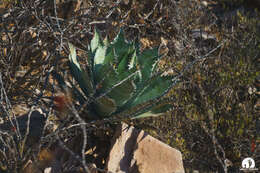 Слика од Agave colorata Gentry