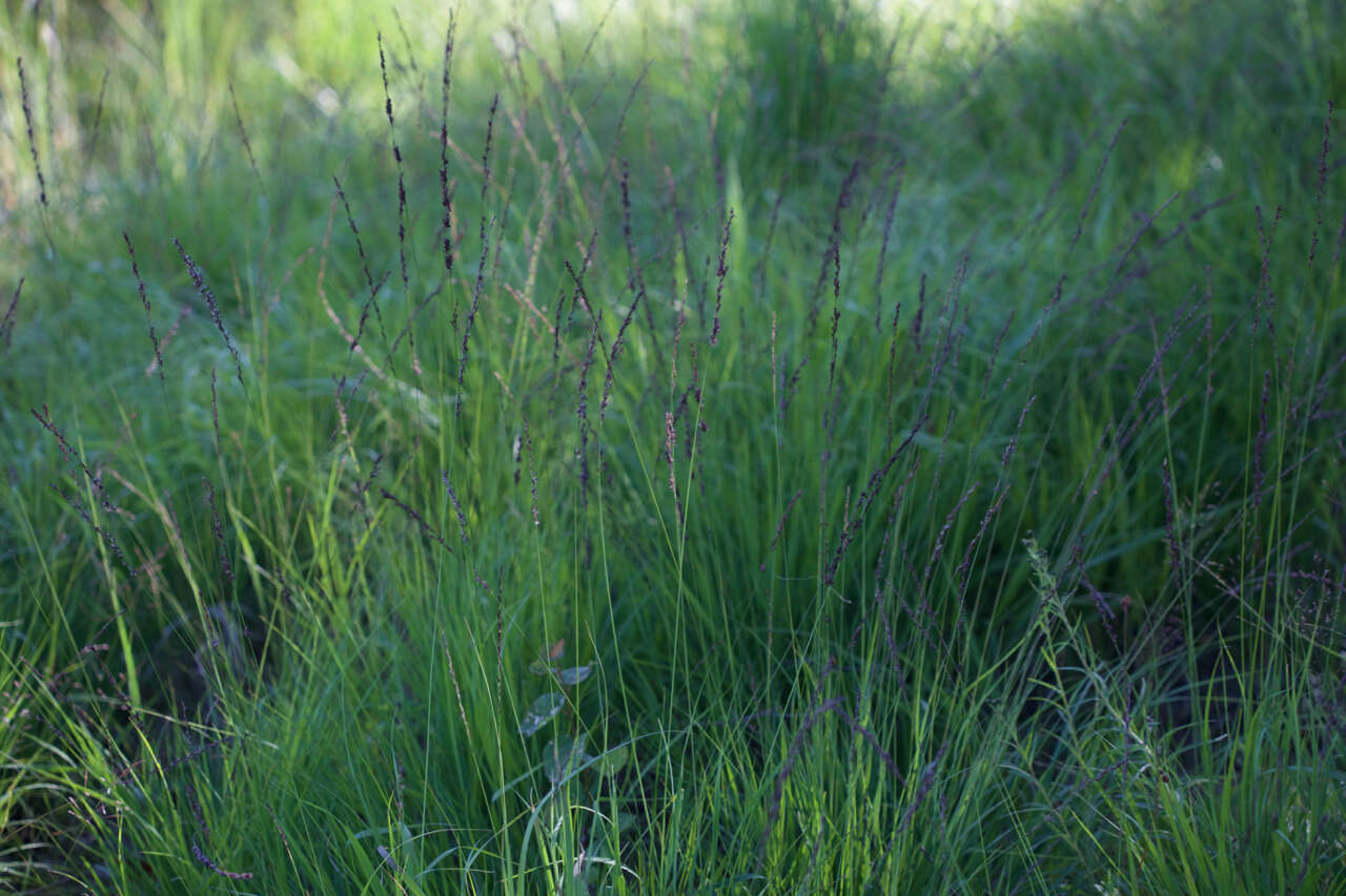 Imagem de Molinia caerulea (L.) Moench