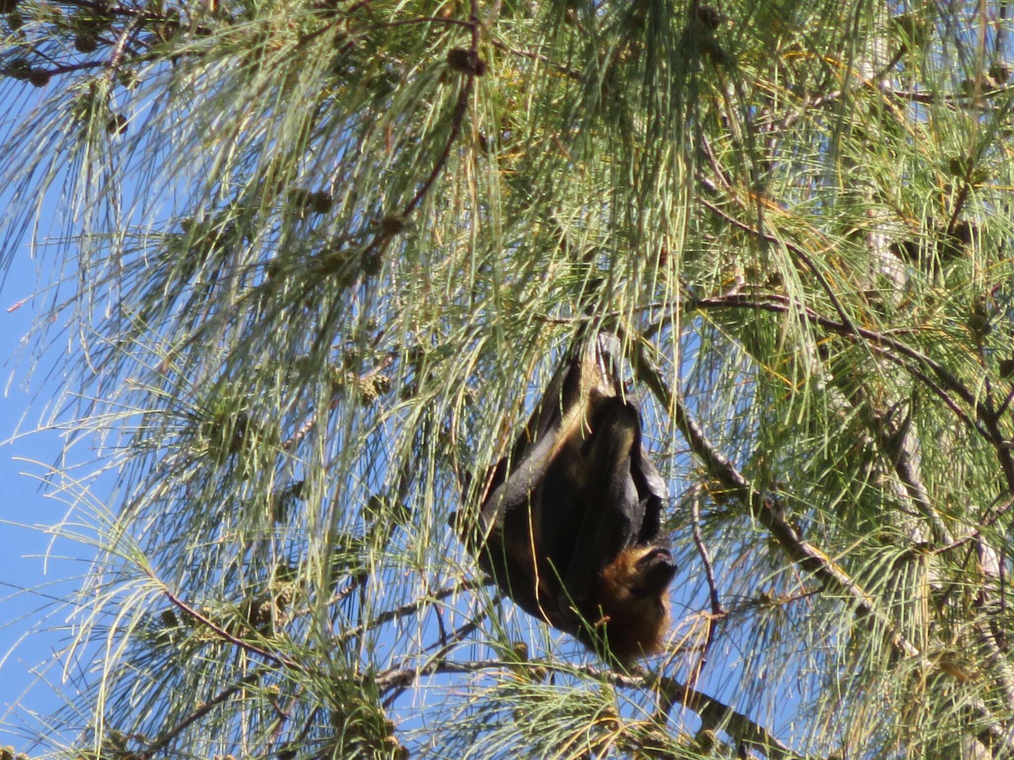 Image of Greater Mascarene Flying Fox