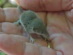 Image of Lesser Shrew